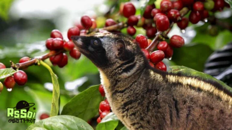 Kopi Luwak