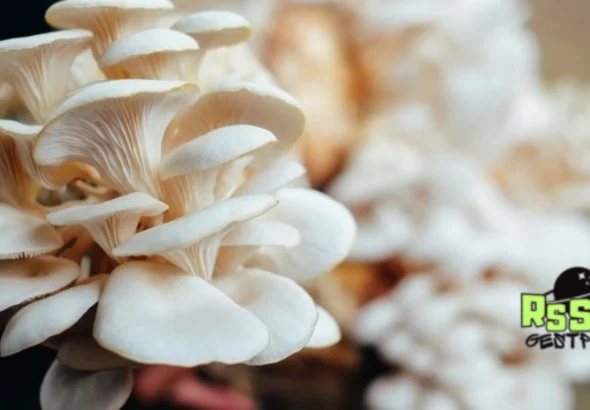 Budidaya Jamur Tiram