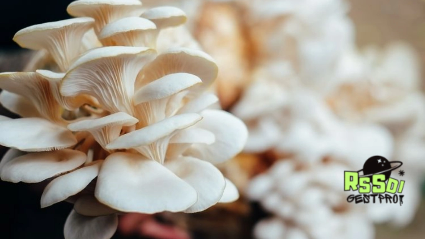 Budidaya Jamur Tiram